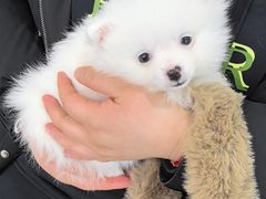 -暖阳宠物医院·犬猫康复中心·骨科