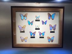 -上海昆虫博物馆