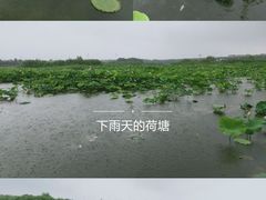 -荷塘月色湿地公园·向阳花洲