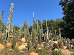 -深圳仙湖植物园