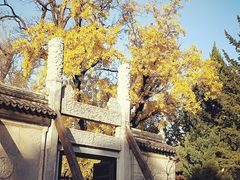 -苏州文庙(姑苏区)