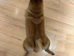 -是阿柴呀！柴犬咖啡·爱喵喵猫咖