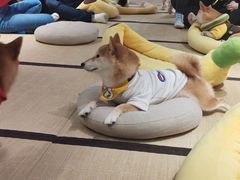 -逗柴咖啡屋·狗咖猫咖宠物桌游