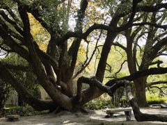 -上海兴国宾馆香樟园西餐厅