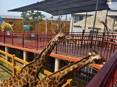 -西霞口神雕山野生动物世界