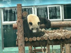 -大连森林动物园