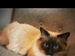 -喵zoo家庭繁育猫舍(尖东智能花园店)
