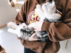 -飞行喵MR PILOT|猫舍·猫咖(静安大融城店)