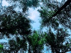 -塞罕坝国家级自然保护区