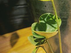 -自由生长植物工作室(深港花卉中心店)