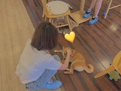 -豆柴町-柴犬主题狗咖(红鼎国际C座店)