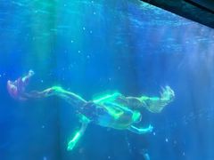 -海合安成都极地海洋公园