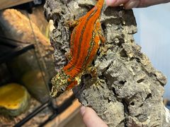 -酷以爬仙阁实体爬宠店·守宫·蜥蜴·专业繁育