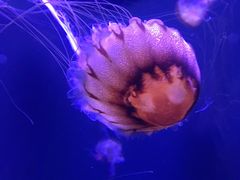 -味臻土鸡杂