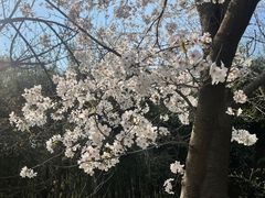 -西安青龙寺遗址景区