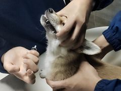 -美联众合宠物医院·爱萌分院·内外科·猫科中心