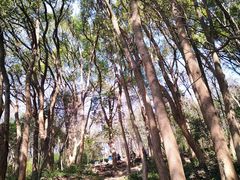 -上海佘山国家森林公园天马山园