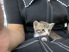 -瑞派动物医院·猫专科·至诚(江南中分院)