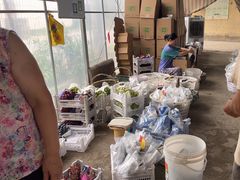 -马陆小张葡萄园农家乐