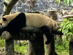 -都江堰中华大熊猫苑