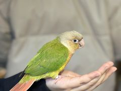 -吉丁鸟咖·异宠·寄养