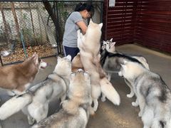 -TrueLove @ Neverland (Husky Cafe)