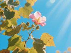 -西安市长乐公园