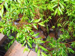 -苏木山森林公园