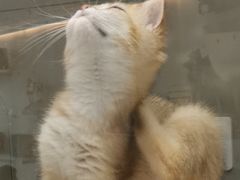 -飞行喵MR PILOT|猫舍·猫咖(静安大融城店)