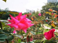 -人民公园(罗湖区)