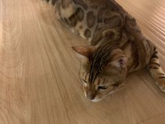 -猫和宫(六道口店)
