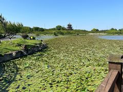 -上海海湾国家森林公园