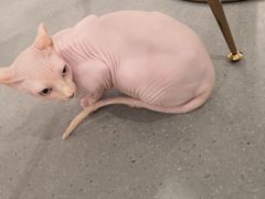 -飞行喵MR PILOT|猫舍·猫咖(静安大融城店)