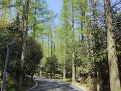 -东平国家森林公园