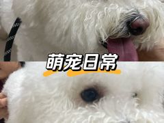 -瑞鹏宠物医院·眼科·皮肤·中兽医(大悦城分院)