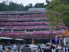 -深圳仙湖植物园-停车场