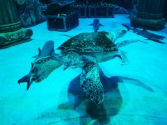 -芜湖新华联大白鲸海洋公园