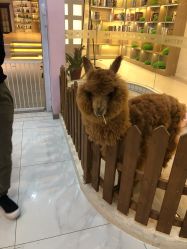 -Moni星球萌宠·小马宝莉·灵蛇·高端高阶全萌宠互动体验俱乐部(红豆国际广场店)