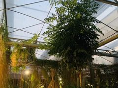 -桉树林A coffee 森林餐厅(三圣乡店)