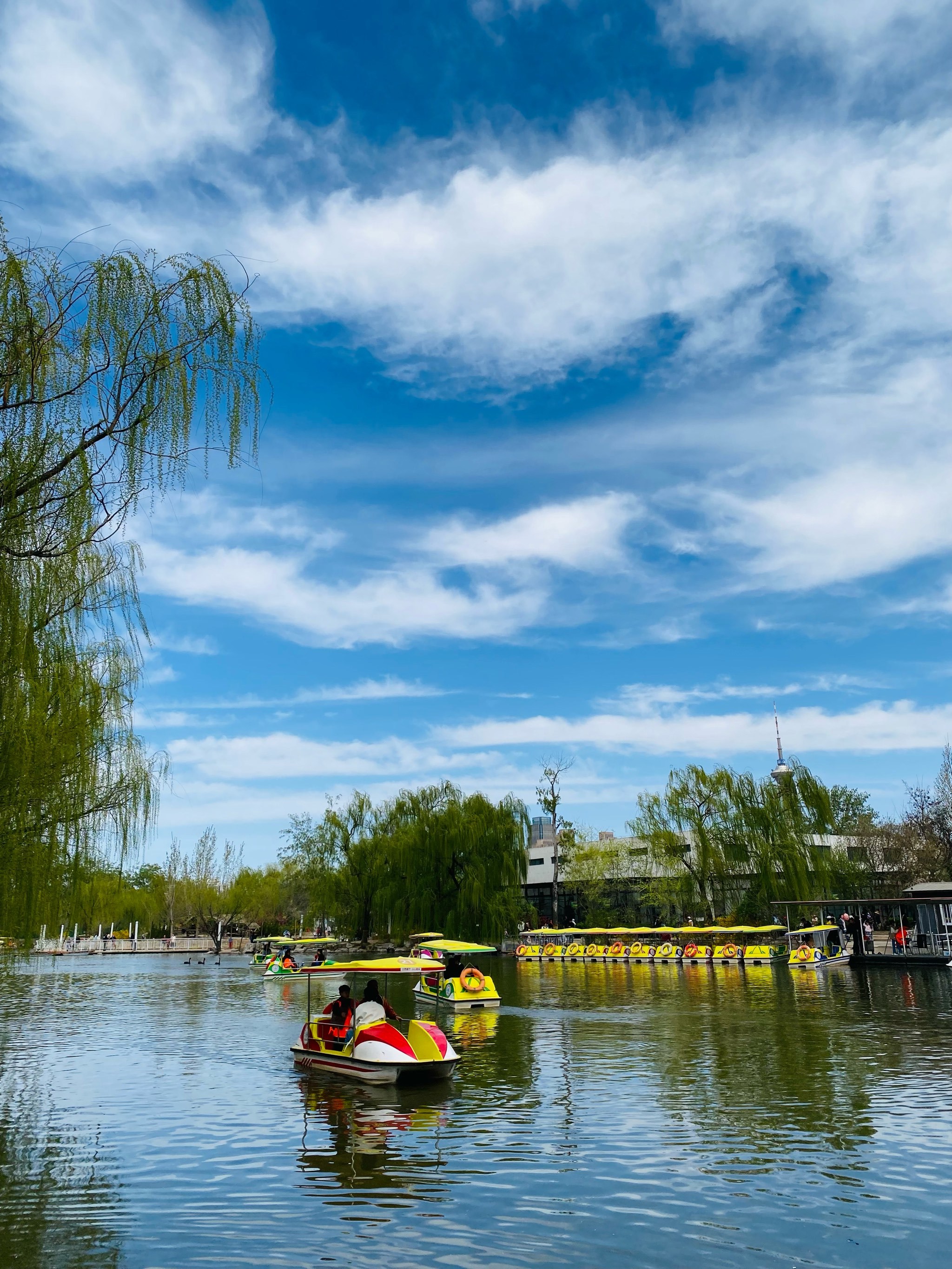 天津|赏花好时节|蓝天白云鲜花绿草,美不胜收