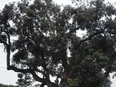 -张坝桂圆林公园