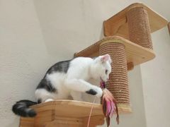 -藏猫猫咖啡主题馆(中央大道店)