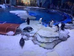 -上海海昌海洋公园