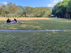 -银湖山郊野公园-相思林