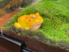 -帕帕拉兹宠物(亚洲旗舰店)