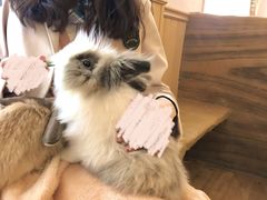 -猫猫幼稚园·撸猫·桌游·电玩