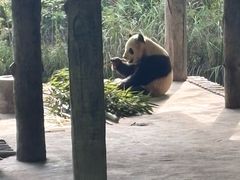 -中国大熊猫保护研究中心雅安碧峰峡基地