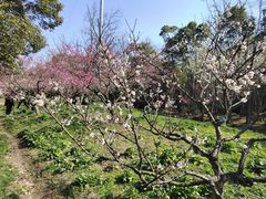 -上海海湾国家森林公园