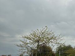 -深圳湾公园(南山区)