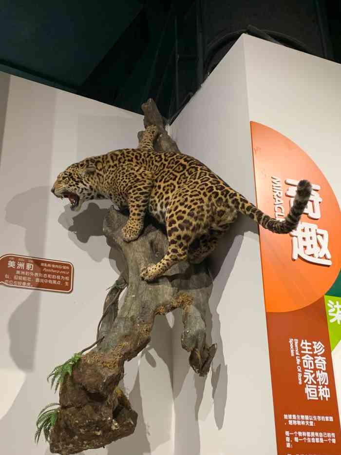 成都拾野自然博物馆-"成都拾野自然博物馆位于成都双林路339.